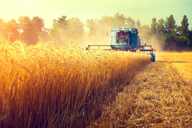 combine harvesting beautiful wheat crop