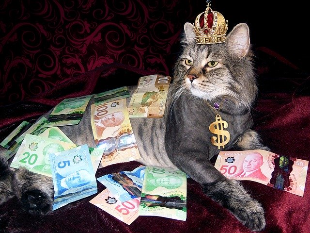 Cat with crown covered in Canadian money